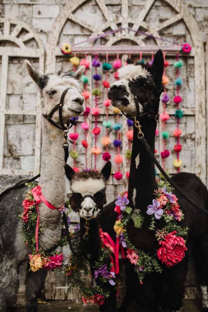 fun and festive Lllama wedding playful maximalist wedding theme idea