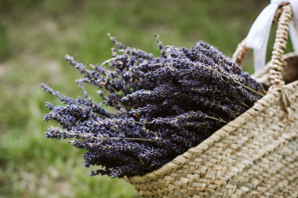 French-style wedding lavender