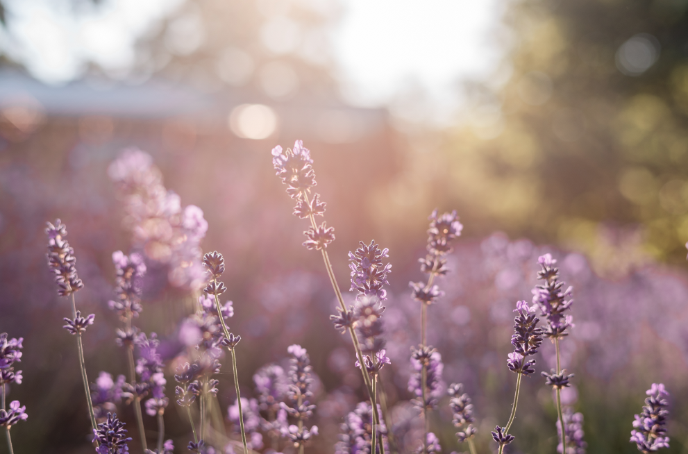 Lavender field