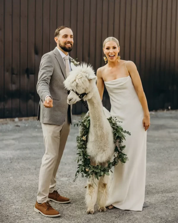 wedding shoot bride and groom with alpaca