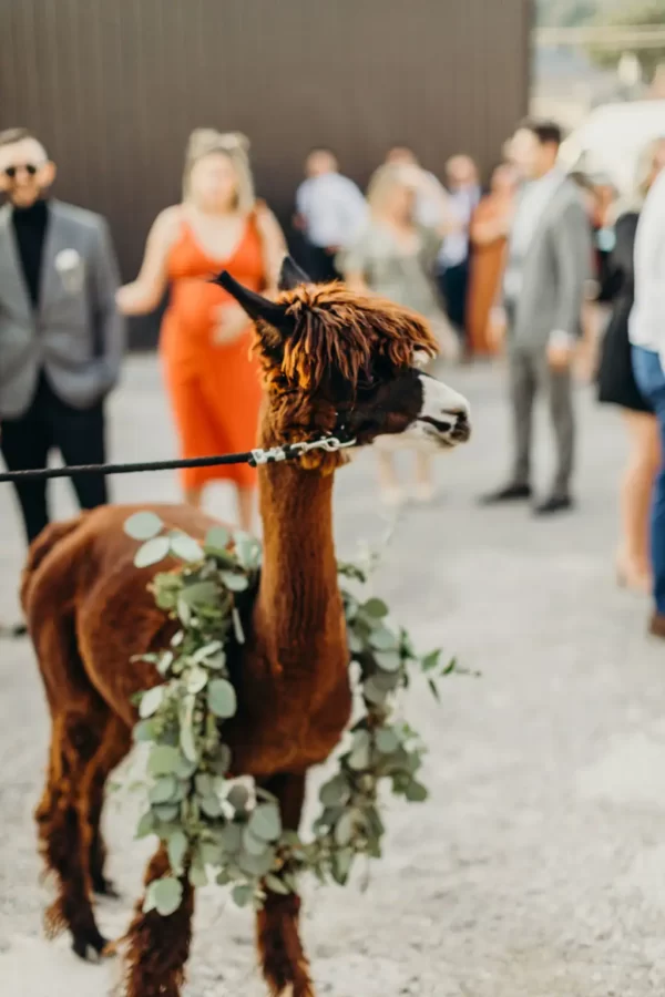 wedding shoot alpaca