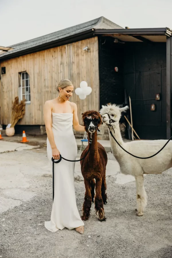 wedding shoot bride with alpaca