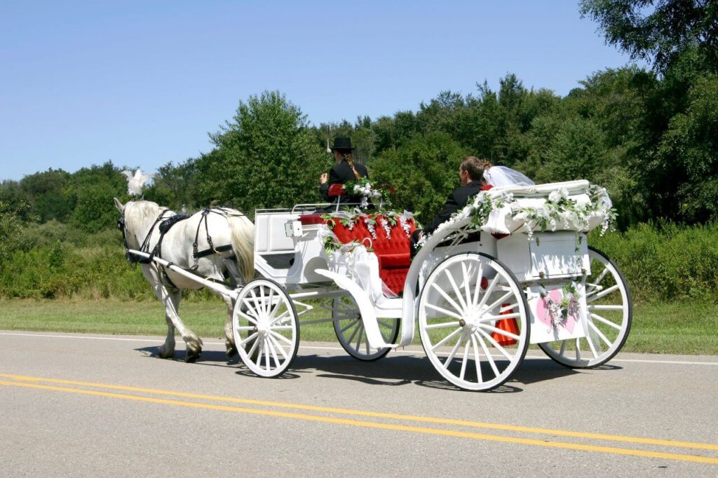 white horse and white carriage for luxury wedding transporation
