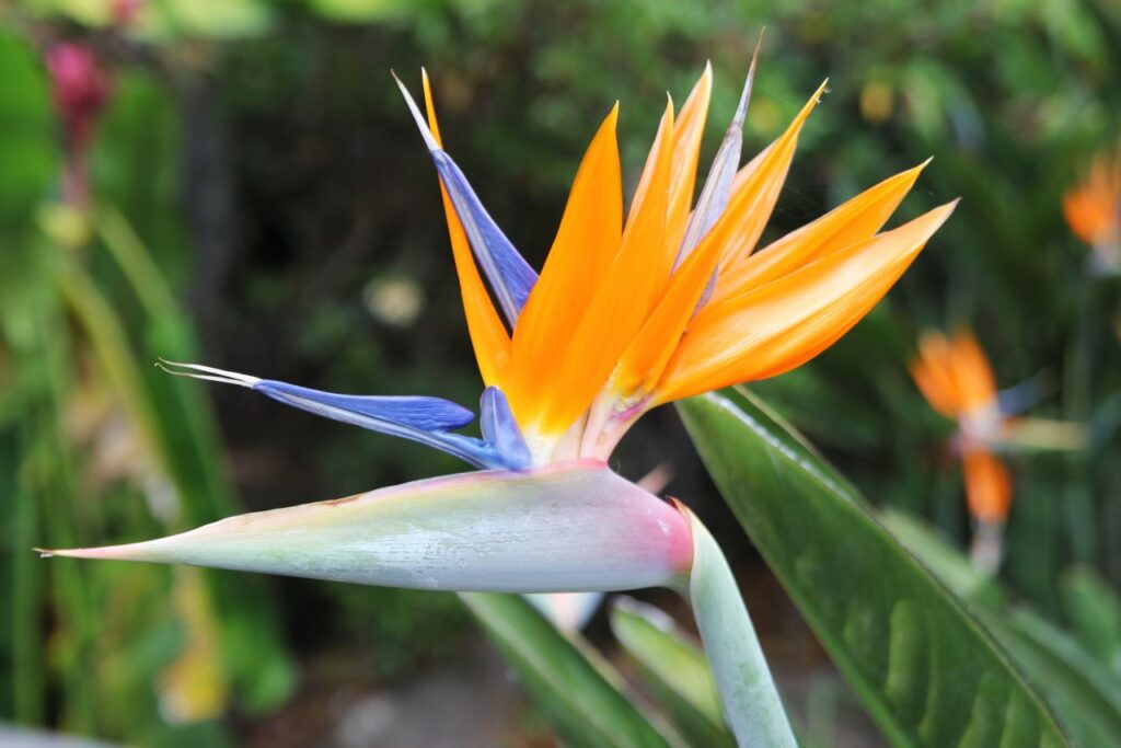 Birds of Paradise