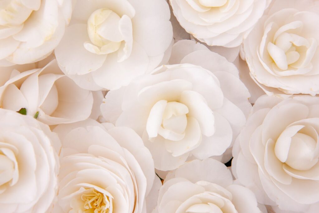 white camellia close up shot