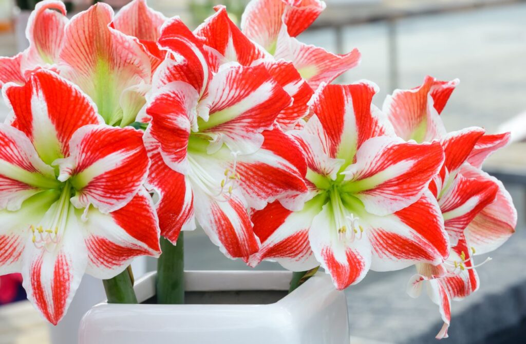 red and white amaryllis bouquet winter wedding flowers