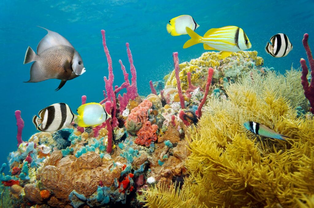Jamaica honeymoon scuba dive coral reef