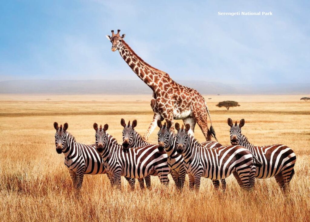 Giraffe and zebras in Serengeti National park