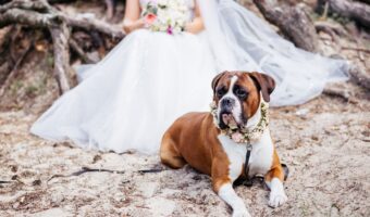 bride has dog in your wedding wearing flower wreath around neck