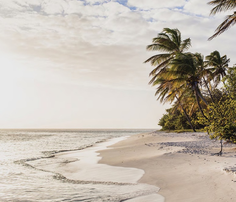 beautiful view of natural beach with palm trees at dawn during two-pronged honeymoons