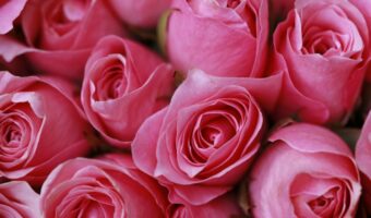 Close-up of pink roses in a bouquet with tightly curled petals.